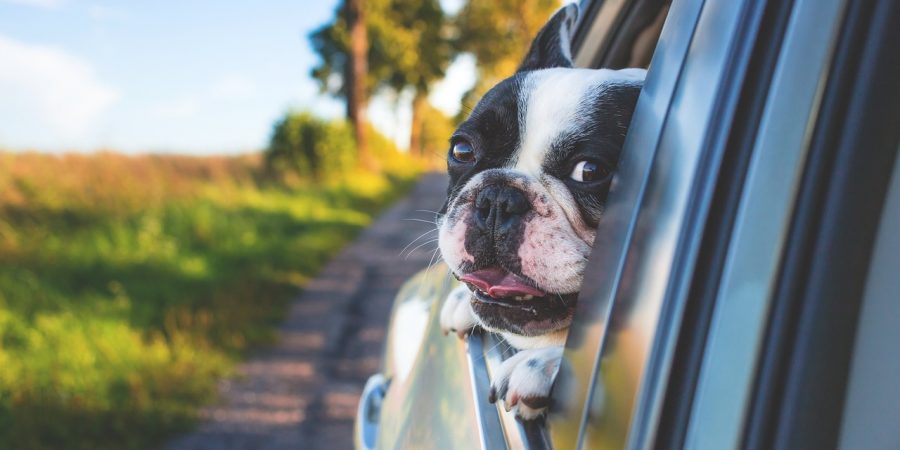 Bulldog hanging it's head out of a moving car window