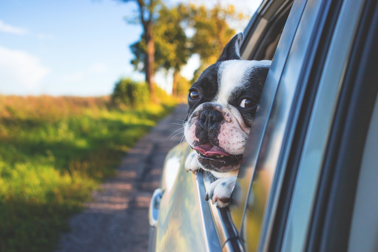 Bulldog hanging it's head out of a moving car window