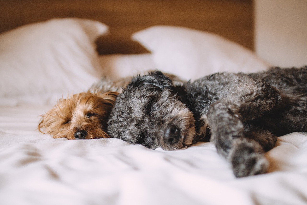 Two poodles sleeping