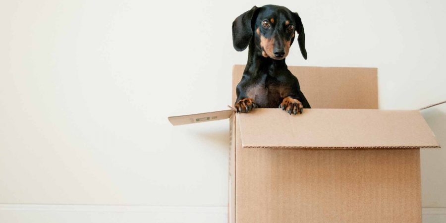 Dachshund peeking out of cardboard box