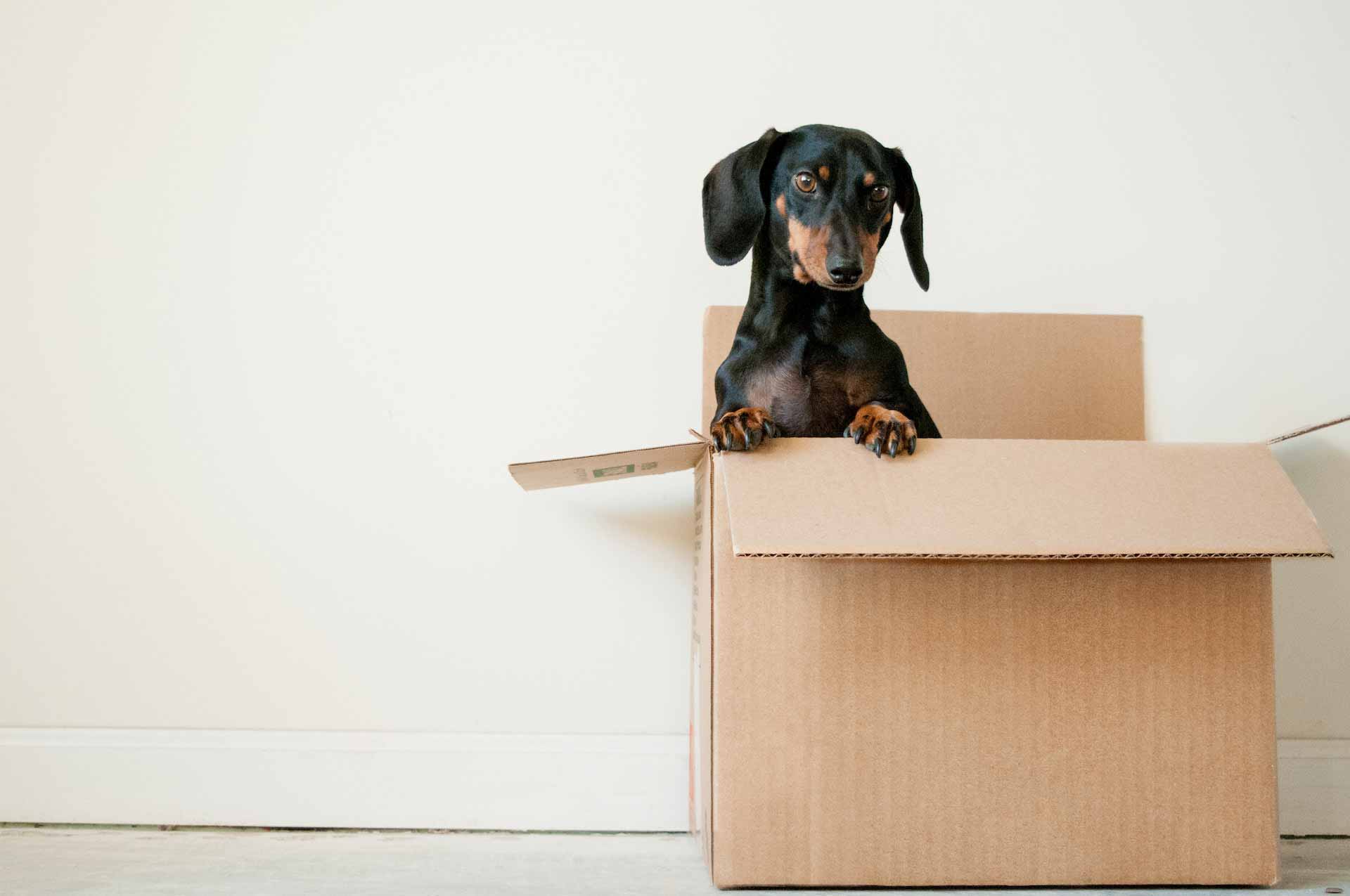 Dachshund peeking out of cardboard box