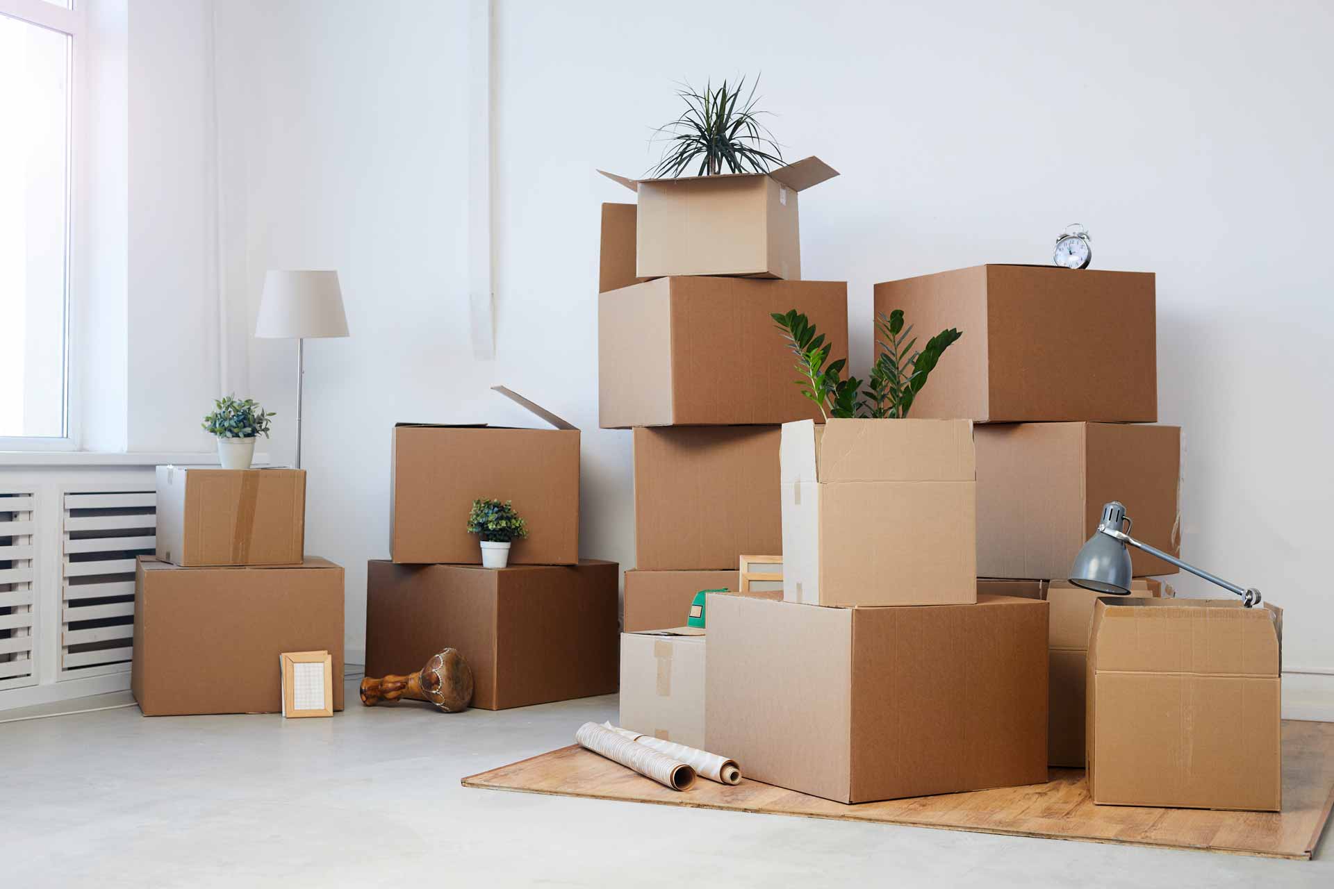 Moving boxes with house plants peeking out of the top